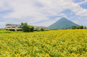 「休暇村指宿」で初夏の絶景旅!ひまわり畑と開聞岳を巡る無料バスツアー&豪華うなぎに黒牛も堪能