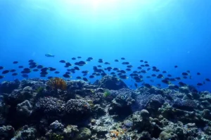 沖縄プリンスホテルで「海底熟成」体験!宜野湾の海で1年寝かせた泡盛は世界に一つの宝物